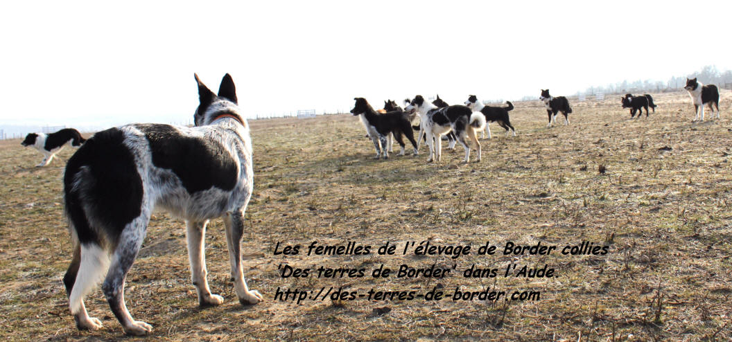 Elevage de border collie