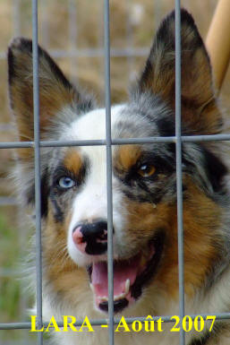 chienne border collie bleu merle