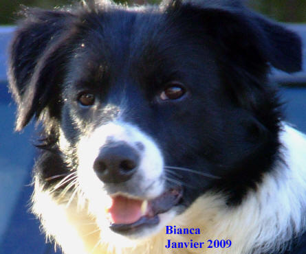 levage de border collie, levage de kelpie