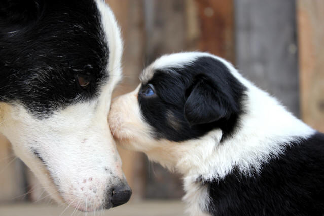 Eleveur de Border collie