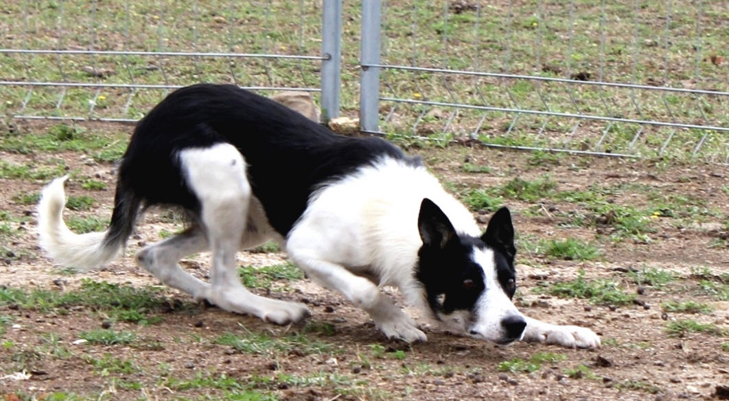 Killiebrae Border collie