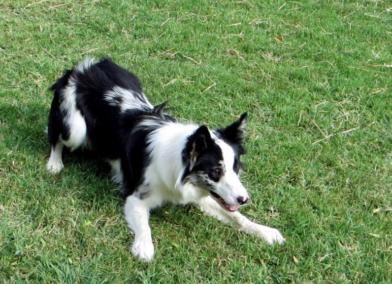 Image Border collie Bleu merle