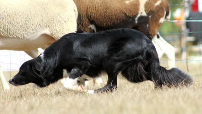 Border collie dress  vendre