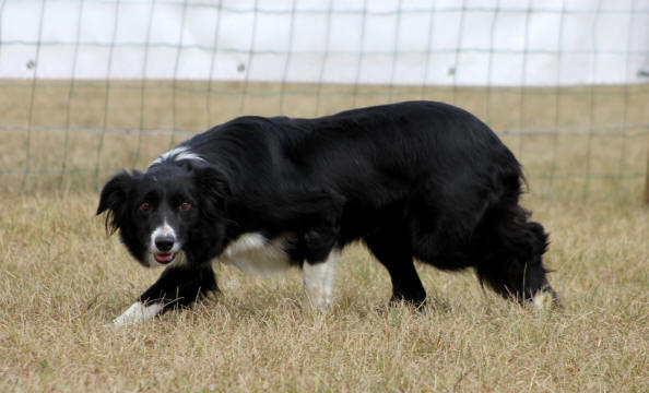 Ballyglass Border collie 