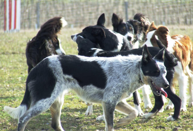 levage de chiens dans l'aude