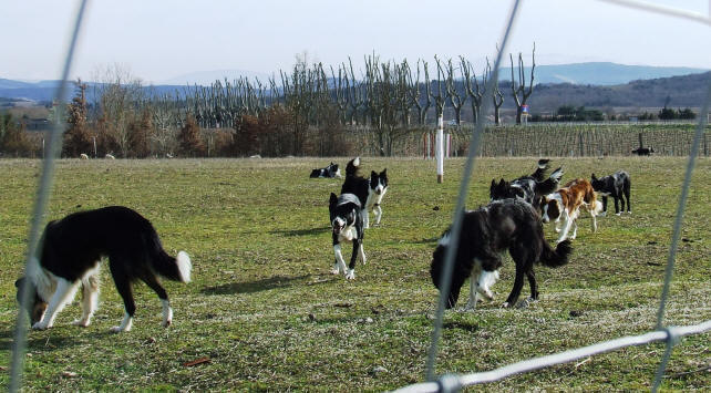 border collie dressage, levage