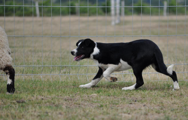 Border collie au travail.