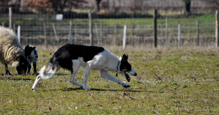 Killiebrae Border collie