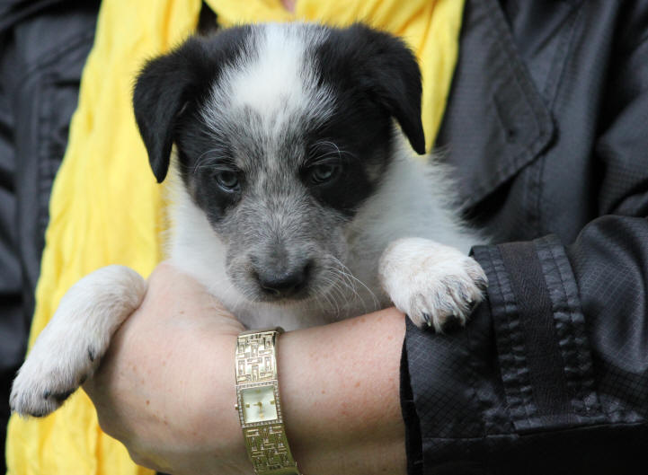 Border collie a vendre