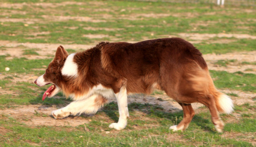 Border collie rouge