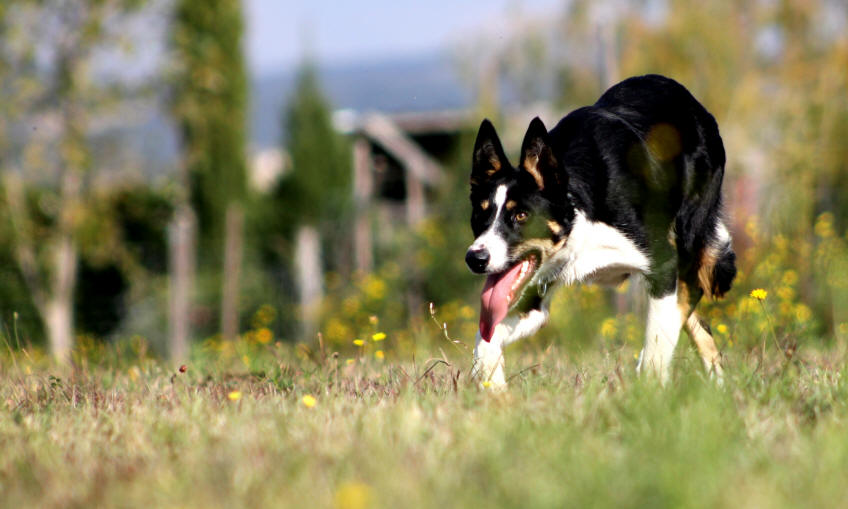 Chienne Border collie tricolore