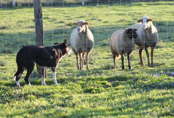 Border collie dans l'Aude