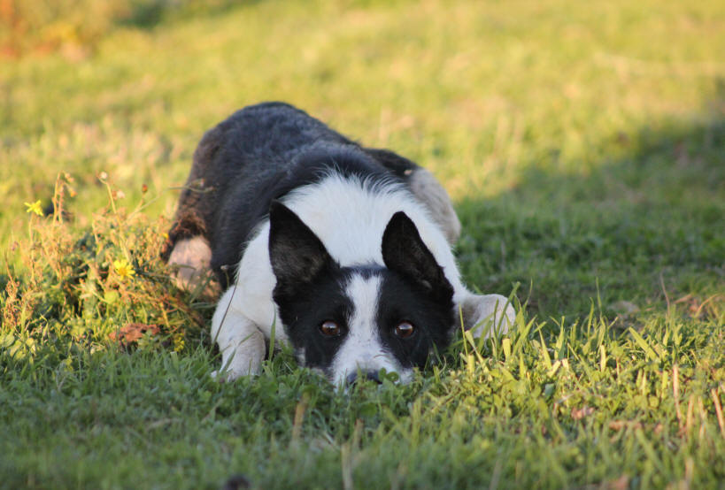 Killiebrae Border collie