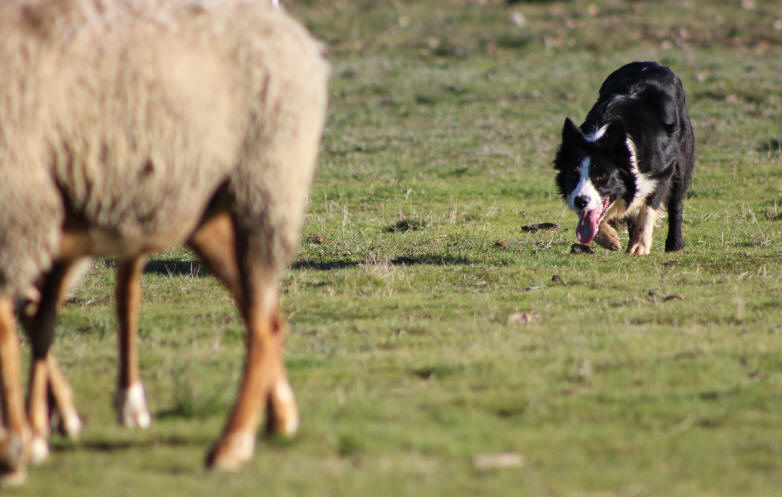 Border collie elevage