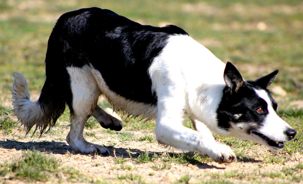 Aude border collie