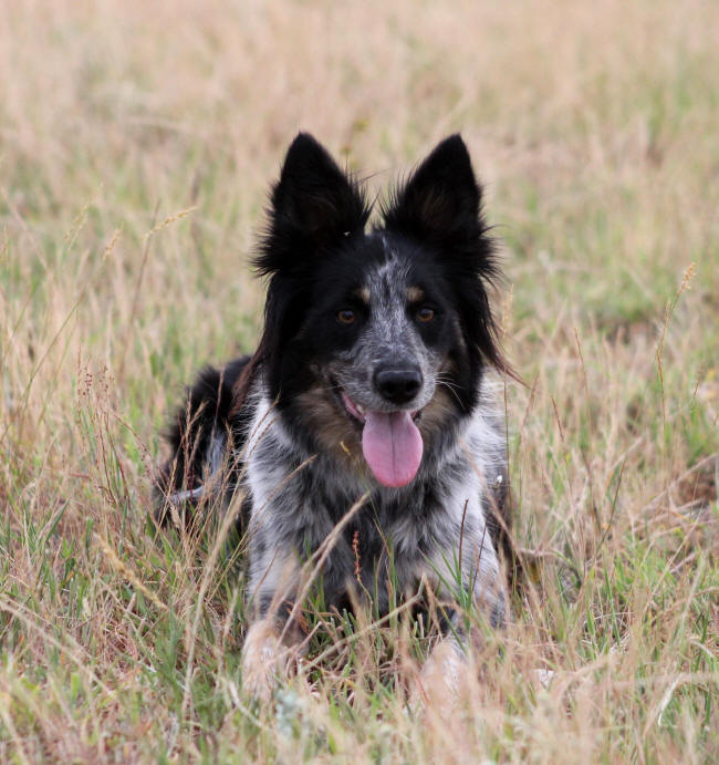 Belgique Border collie.