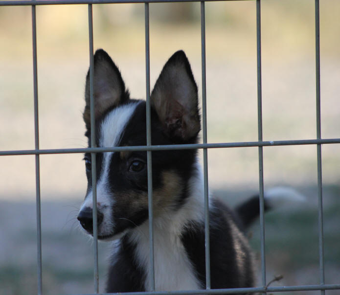 Photo chiot Border collie tricolore