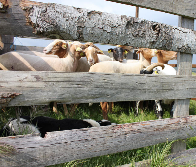 Border collie in the pen.