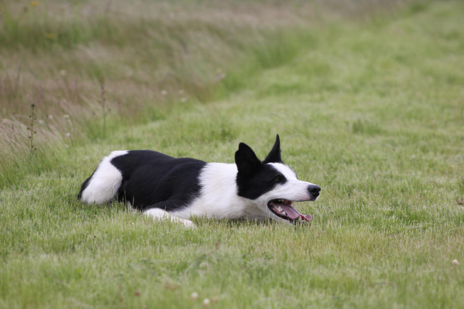 Border collie en Isre.