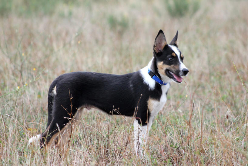 Border collie NHBC