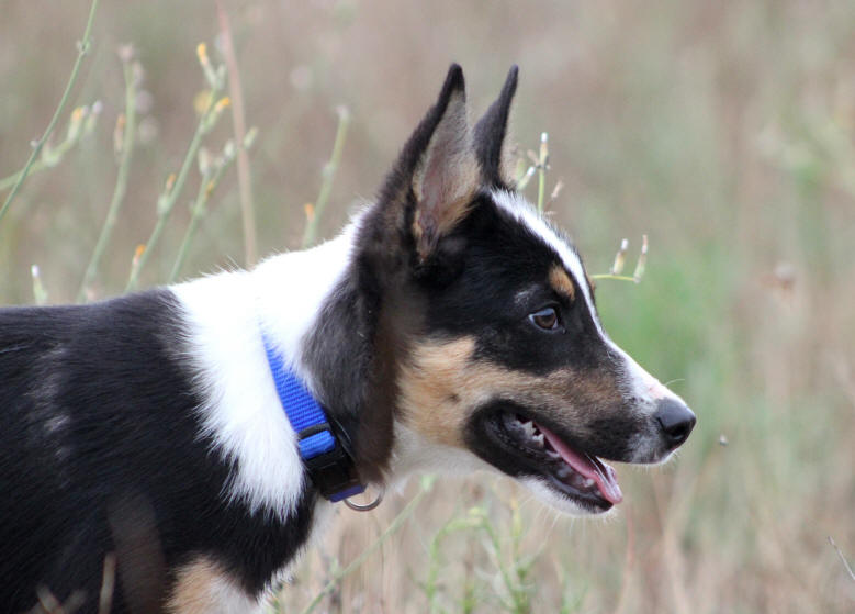 Border collie dans l'Ain.