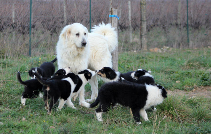 Le chien de protection