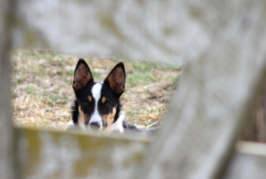 Border collie tricolore