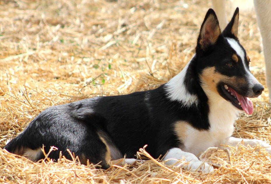 Chiot border collie tricolore