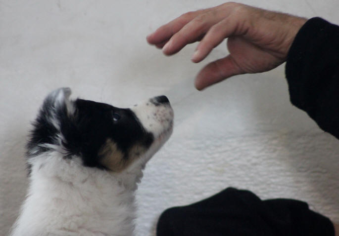 Chiot Border collie tricolore