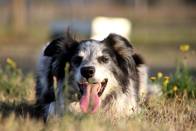 Chienne Border collie tricolore