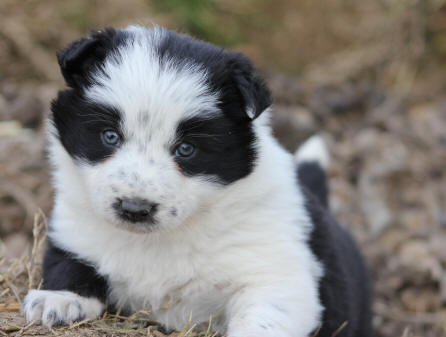 Border collie  donner