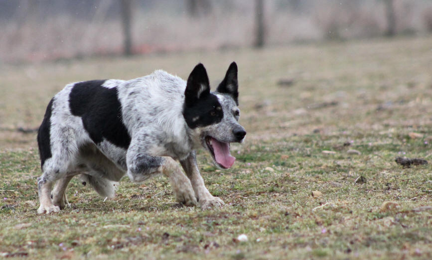 Chiot Border collie