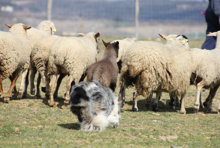 Border collie bleu merle