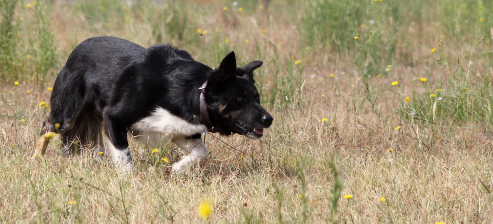 Chiot Border collie tricolore  vendre.