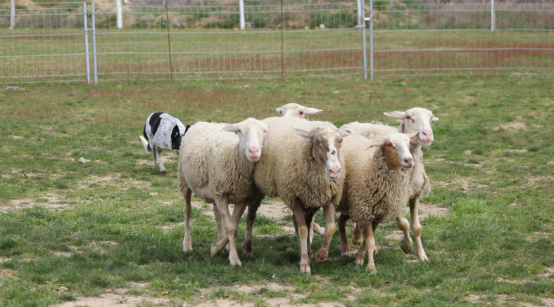 Border collie dans l'Aude.