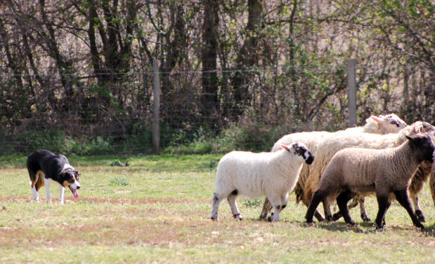 Border collie dans l'Ain.