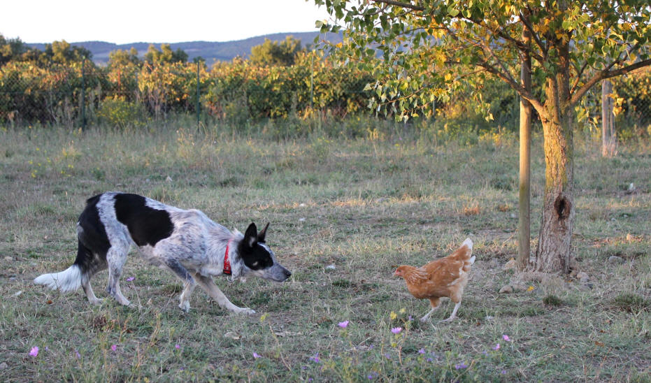 Poule et Border collie dans l'Aude.