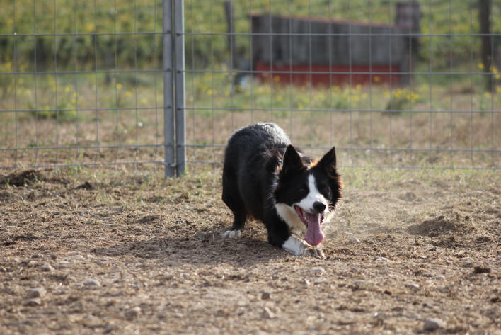 Border collie moutons Black Face dans l'Aude