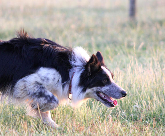 Border collie levage dans l'Aude.