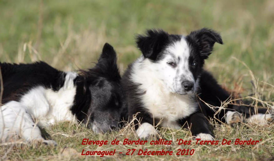 chiot border collie