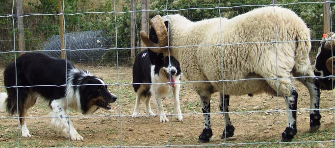 Border collie dress  vendre