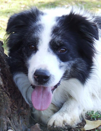 calendrier border collie concours national et dpartemental border collie