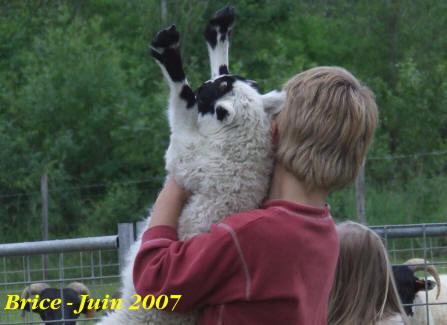 Border collie et brebis black face