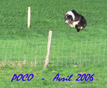 Border collie agility