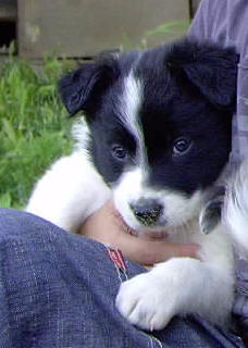 chiot border collie tricolore