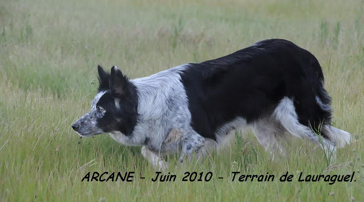 Vend chiot Border collie