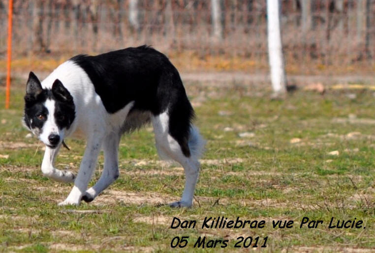 levage de border collie