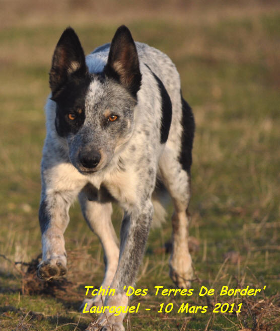 border collie bleu merle