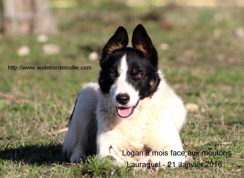 Eleveur de Border collie