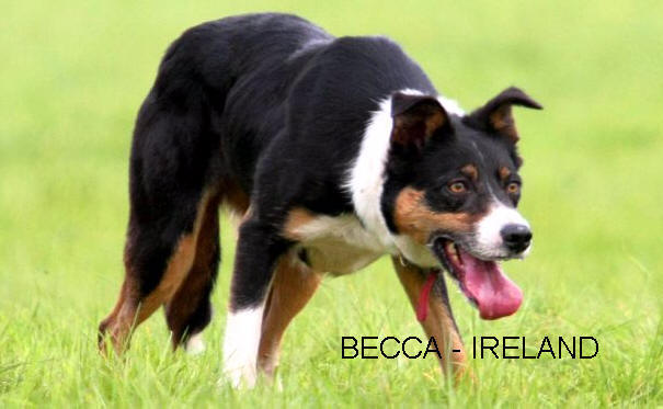 Ireland Border collie